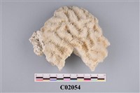 藏品(珊瑚化石)的圖片